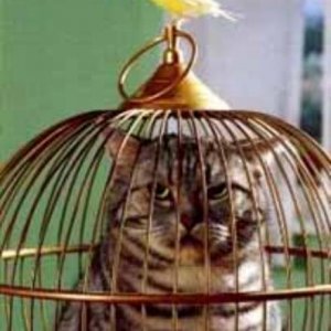 6-1903-Kitty-in-the-cage-Its-funny-by-Kitty-Cat.jpg