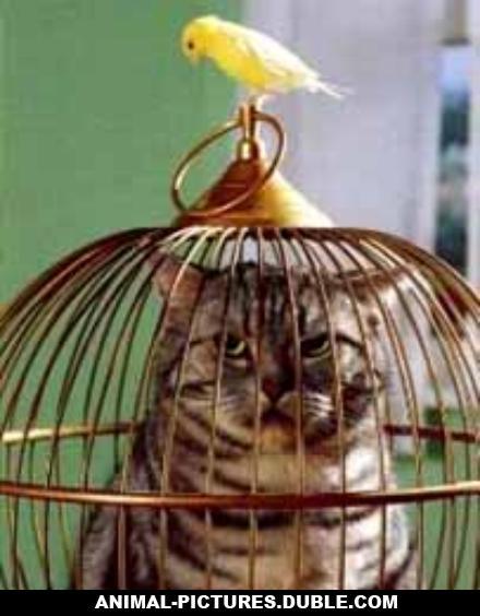 6-1903-Kitty-in-the-cage-Its-funny-by-Kitty-Cat.jpg